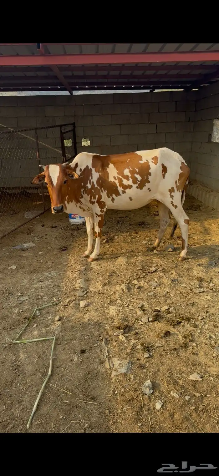 ثلاث بقر ثنتين تحته إناثي واحده دافع كلها سدسان 1
