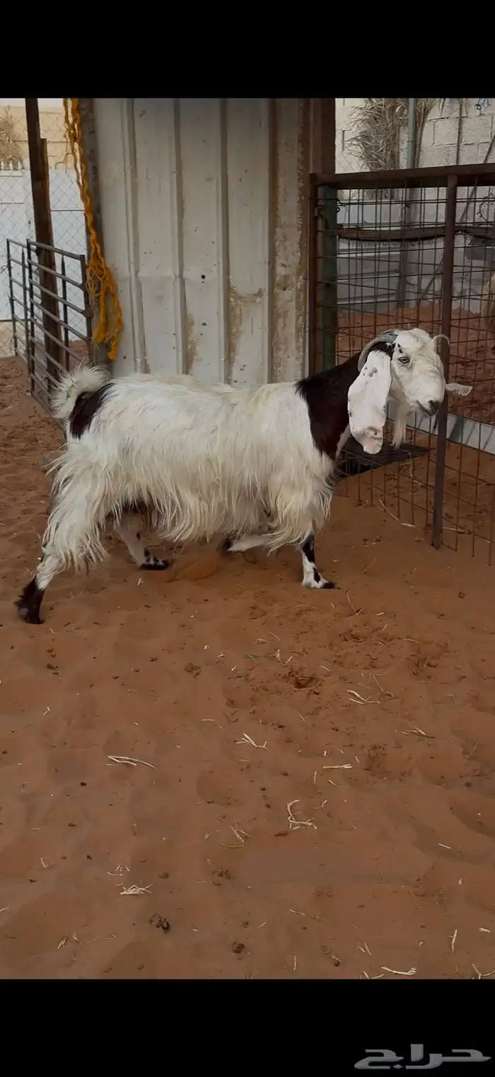 معزا دفيع فحص سونار 2 حصيب ووحده باقي لها حول شهرين 7