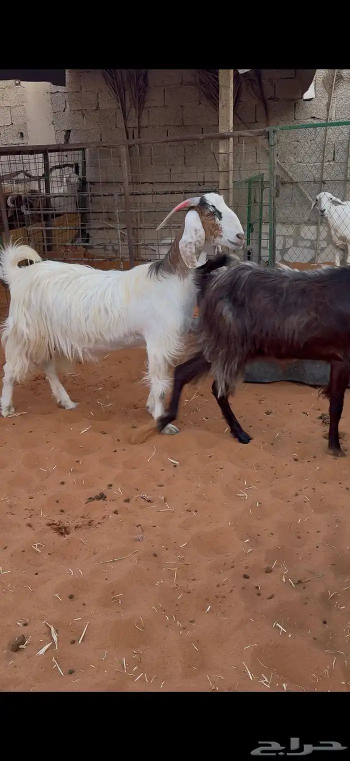 معزا دفيع فحص سونار 2 حصيب ووحده باقي لها حول شهرين 3