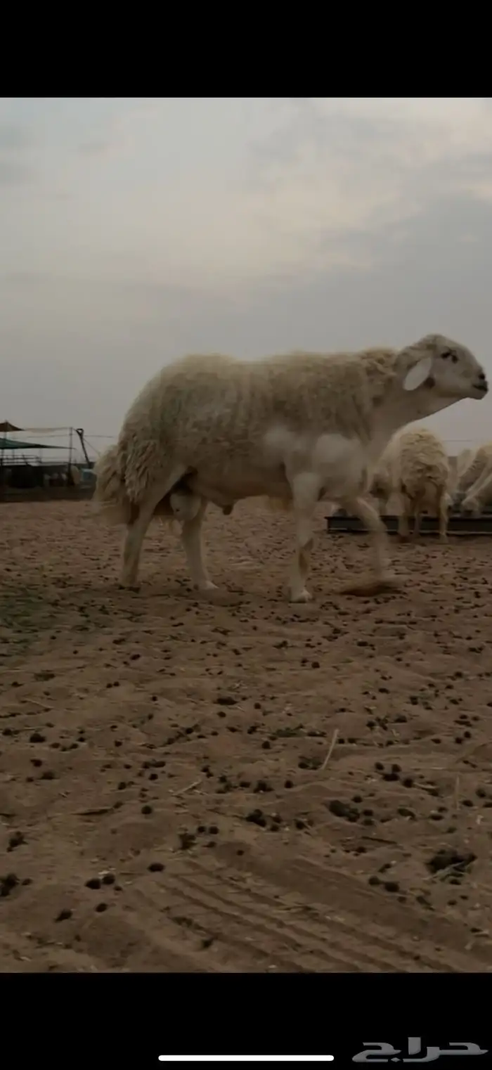 طلي صنف الصنف مشروط 0