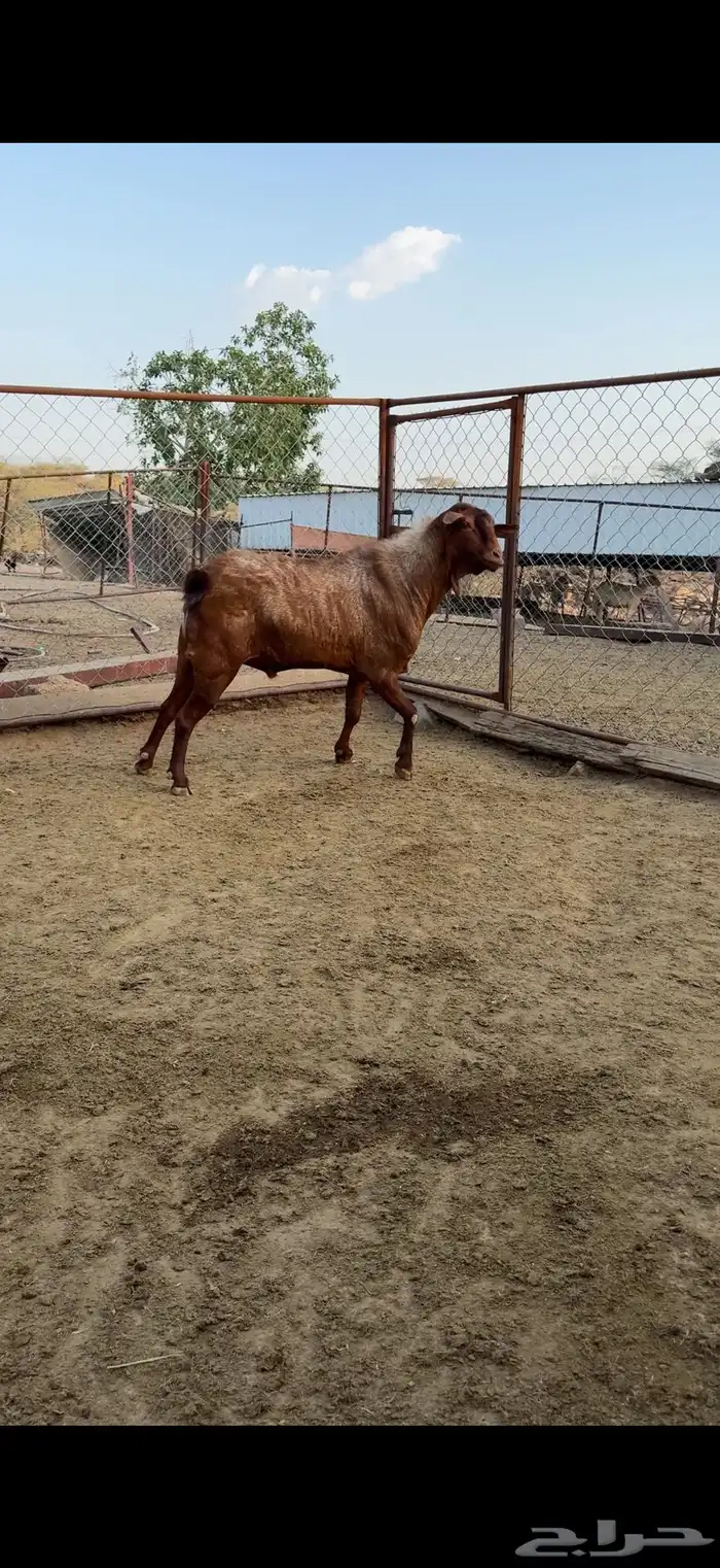 تيس فحل مشروط صحه واضراب 2