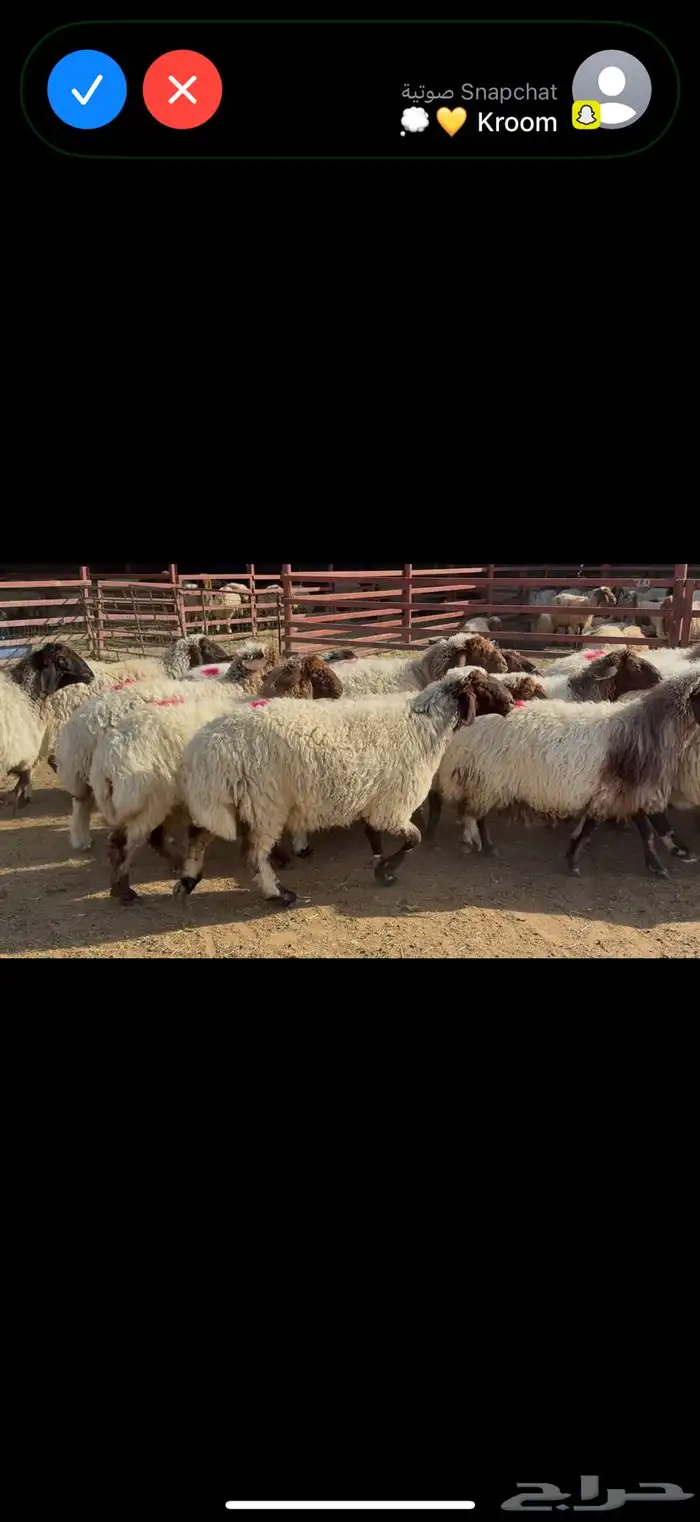 غنم نعيم دفيع 1