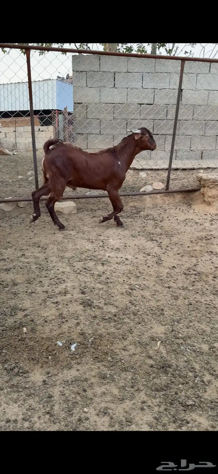 مشروع فحل مطور 0