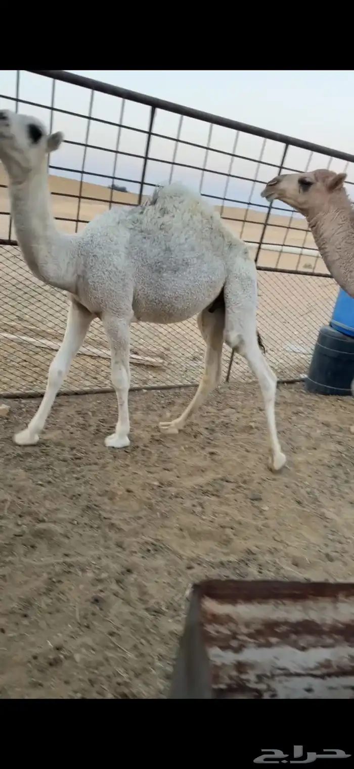 حشو طيبه 1
