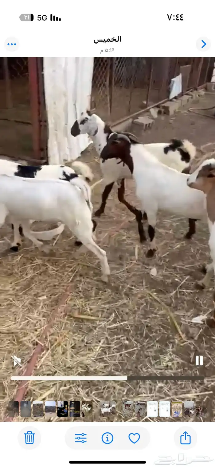 تيوس للبيع 3