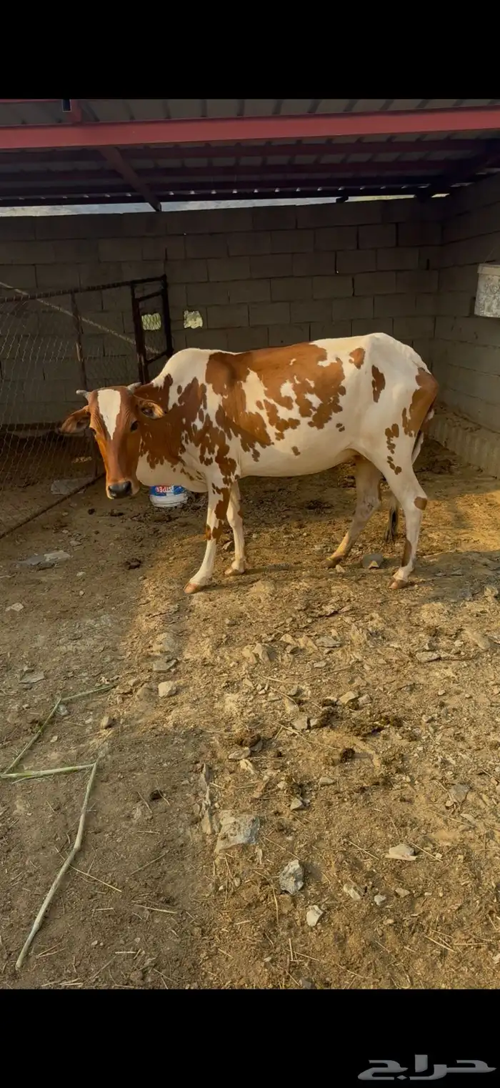 ثلاث بقر ثنتين تحته إناثي واحده دافع كلها سدسان 2