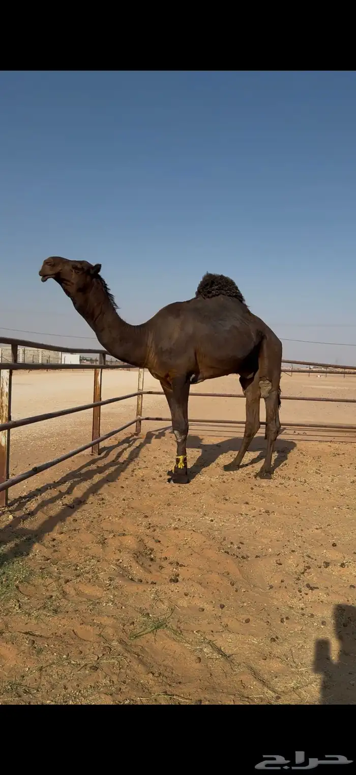 للبيع بعير مجهم سنه ثني سلالة حاكمان 0