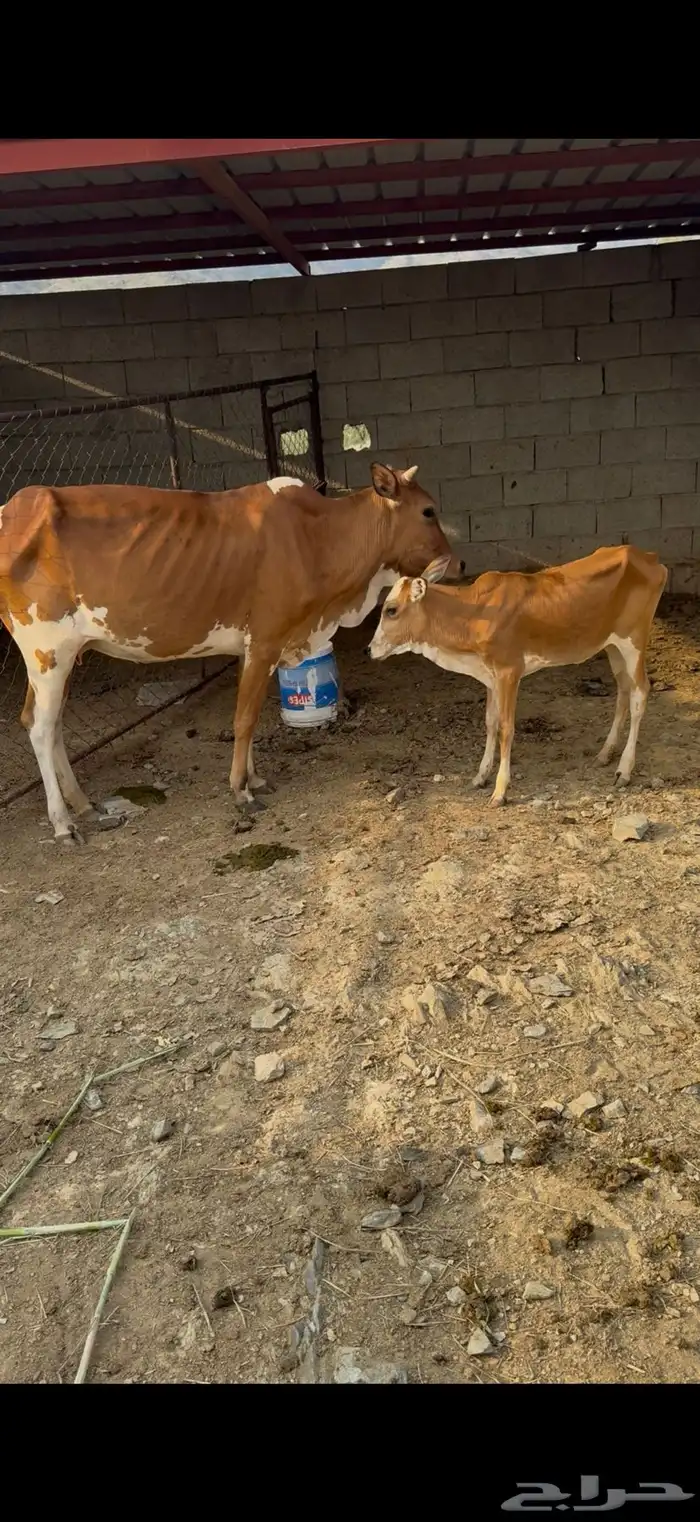 ثلاث بقر ثنتين تحته إناثي واحده دافع كلها سدسان 3