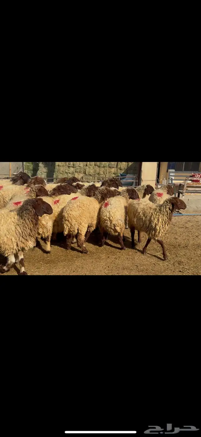 غنم نعيم دفيع 0