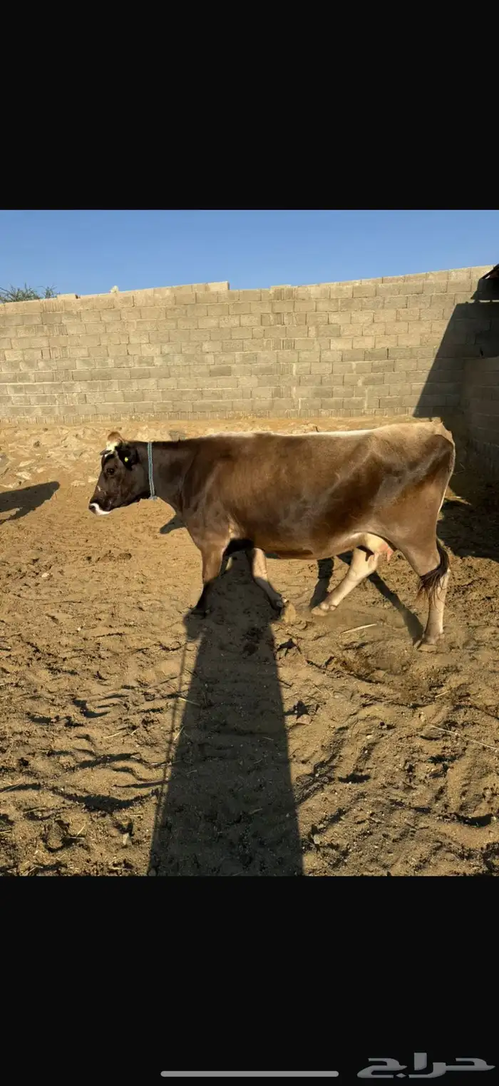 بقر الماني بيور 2