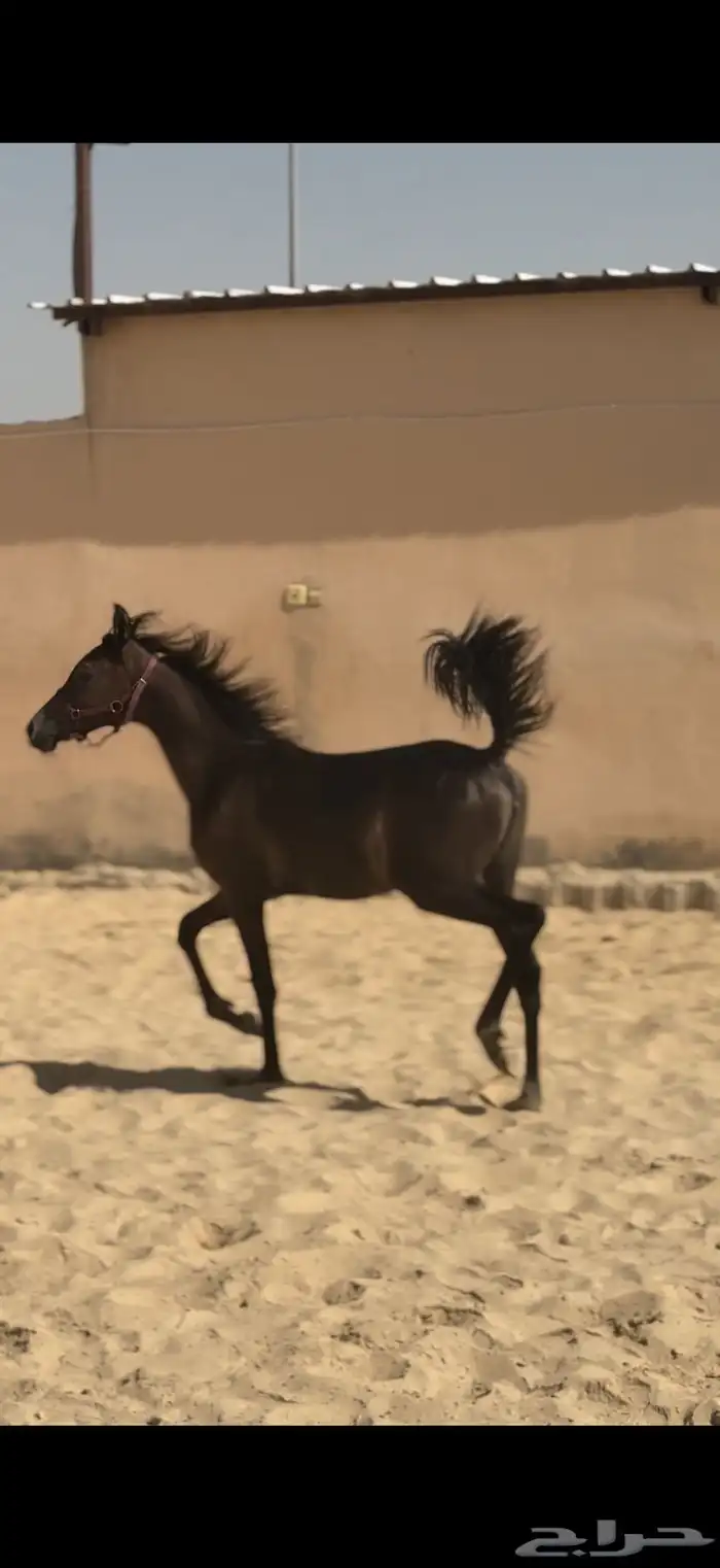 مهره شعبيه و ابوها واهو و دهماء شعبيه و عمرها 8 شهور 2