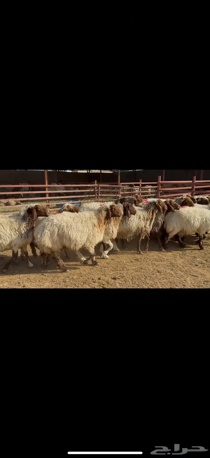 غنم نعيم دفيع 4
