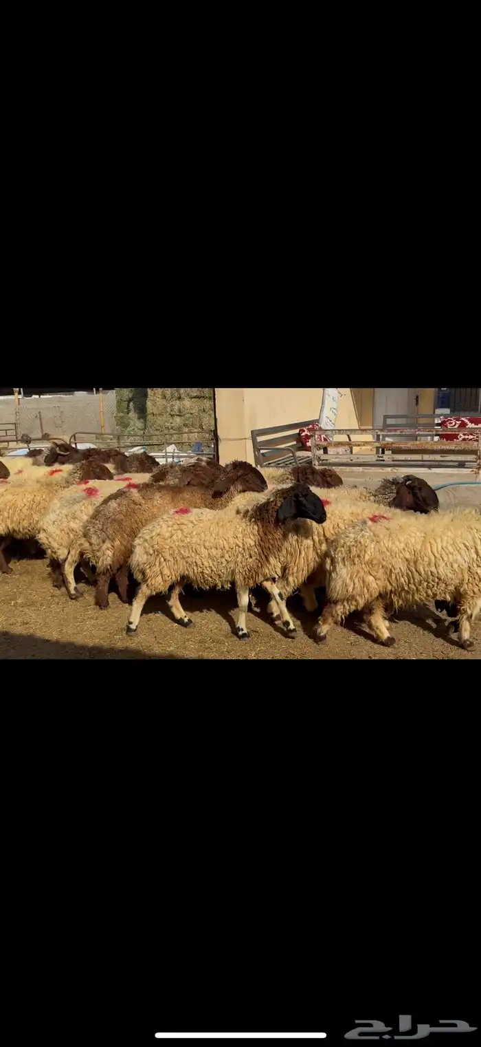 غنم نعيم دفيع 3