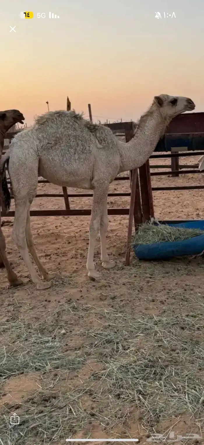بكره قصب العمر 9 شهور والبيع سمح بذن الله موقع الرحمانيه 0