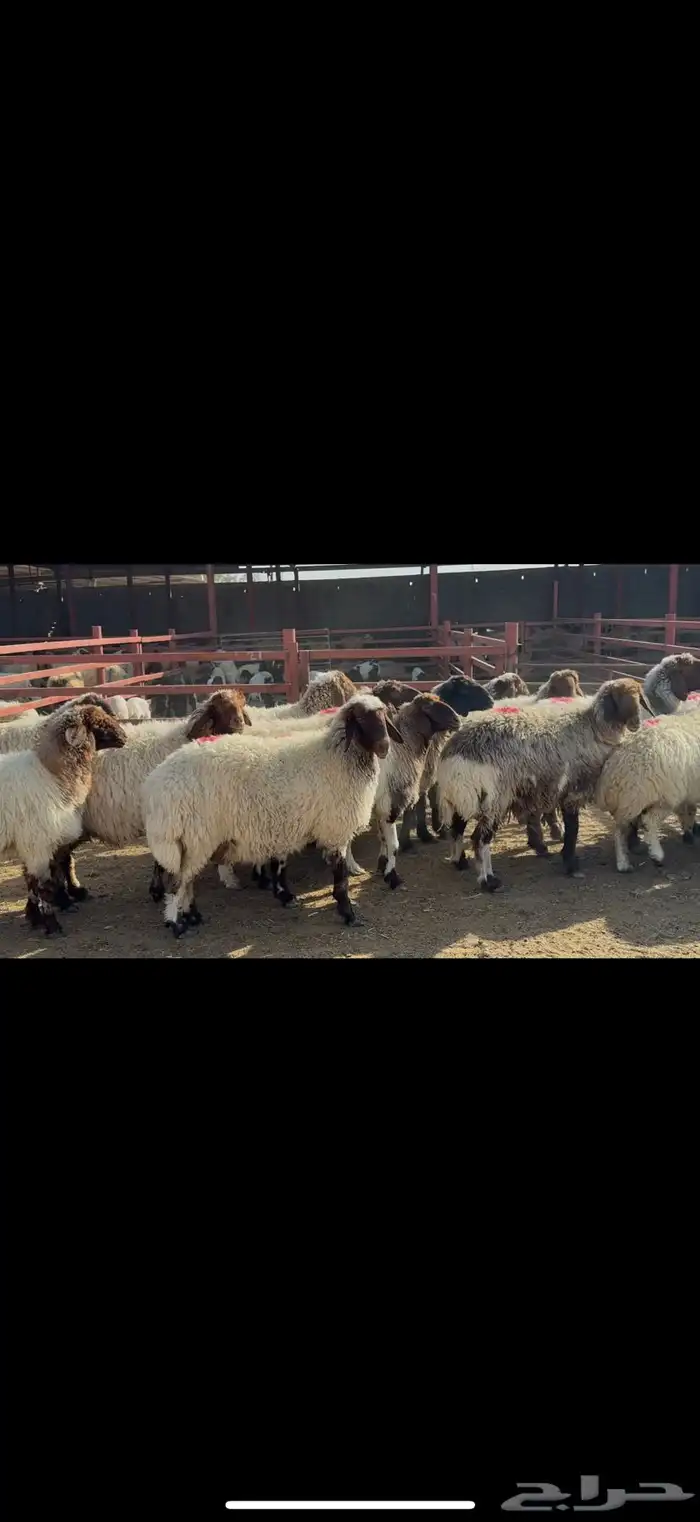 غنم نعيم دفيع 0