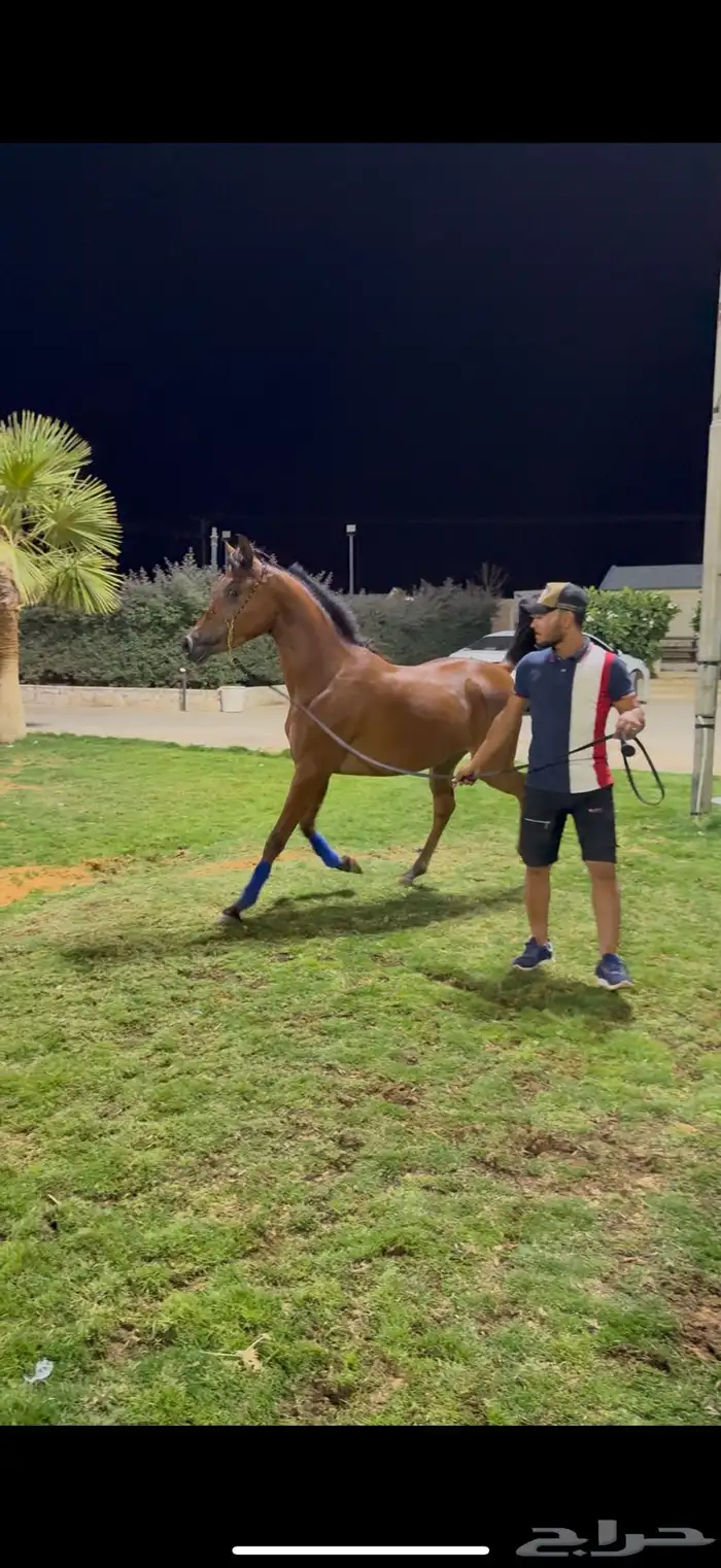 مهره حفيده ابطال من الاب والام 2