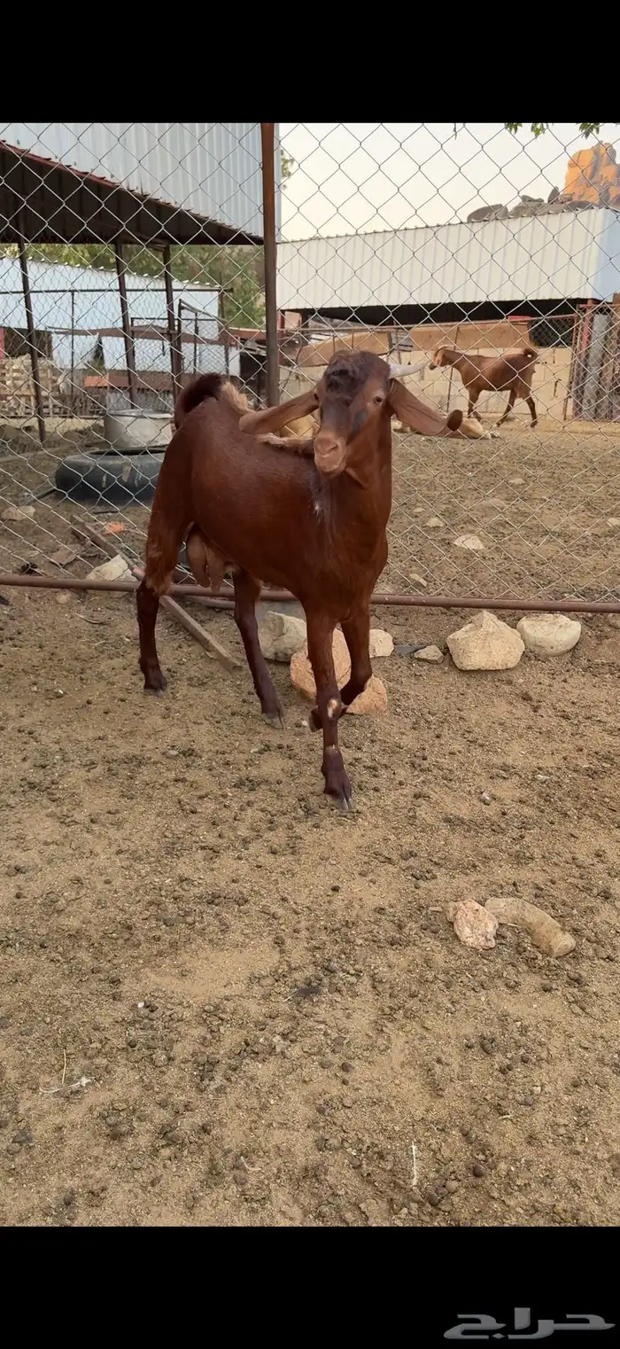 مشروع فحل مطور 1