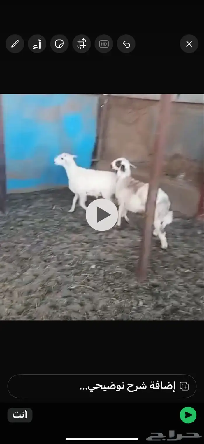 ذبايح للبيع 0