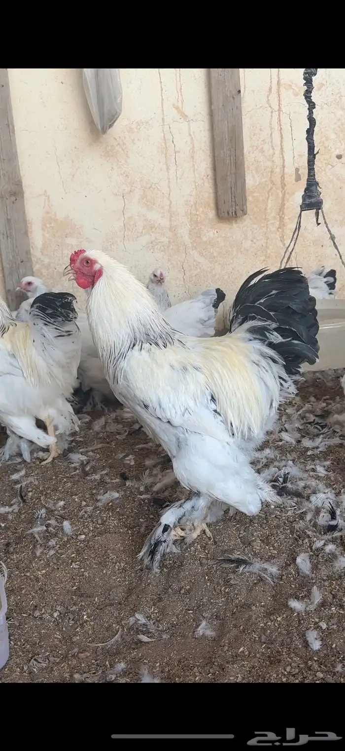 دجاج براهما كولمبي كونك 8 شهور 0