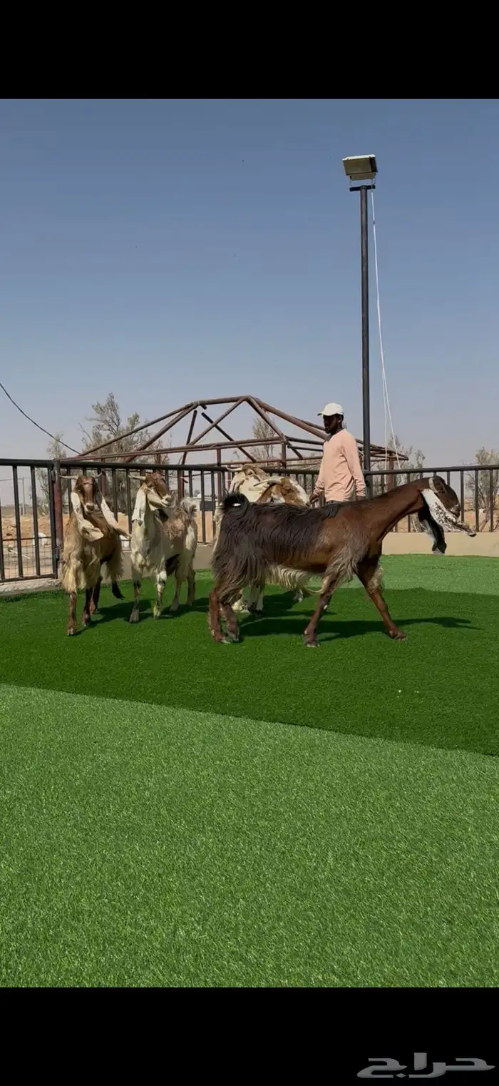 معزا صنف مواليد ودفيع 0