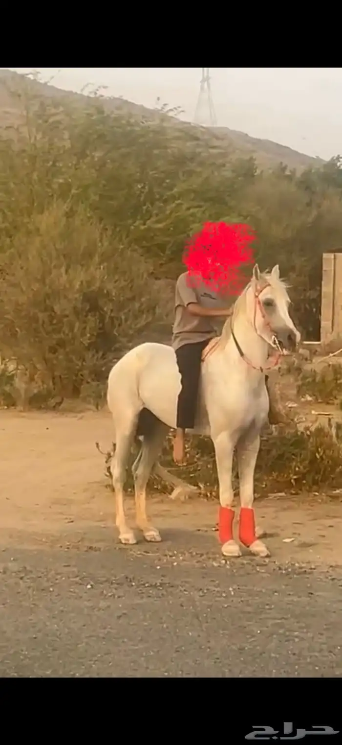 خيل جزيري 3