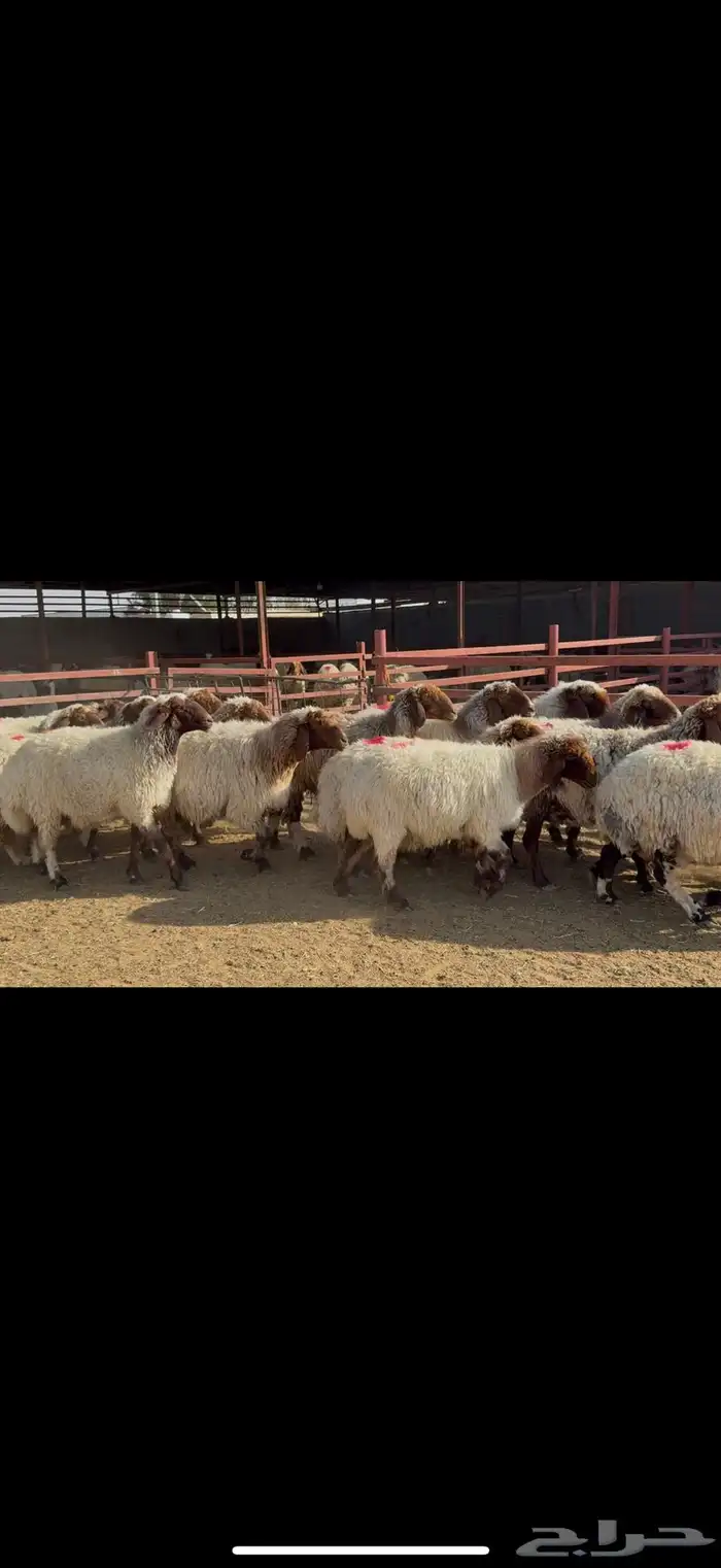 غنم نعيم دفيع 6