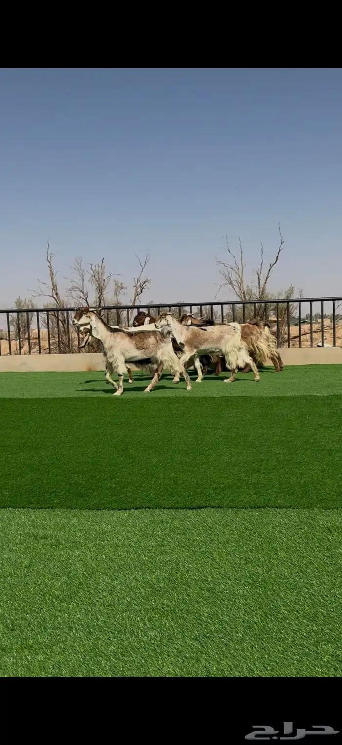 معزا صنف مواليد ودفيع 1