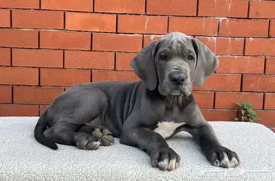 جرو غريت دين لون ازرق فاخر index