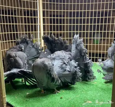 مجموعة فانتيل index