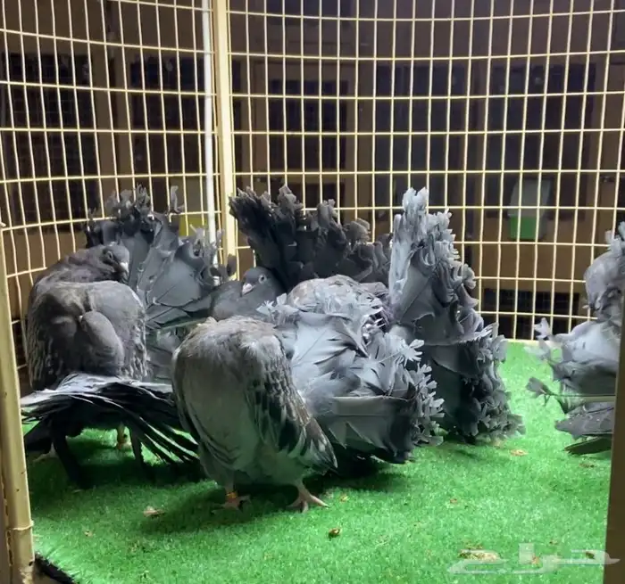 مجموعة فانتيل 0