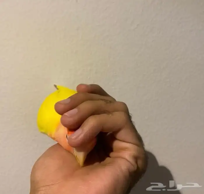 روز اليف 1