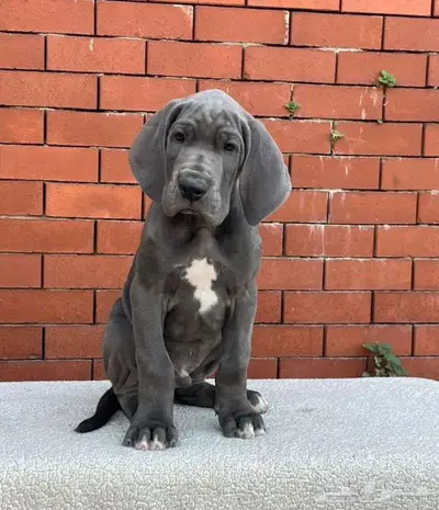 جرو غريت دين لون ازرق فاخر index