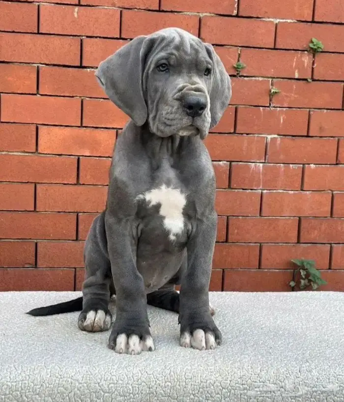 جرو غريت دين لون ازرق فاخر 1