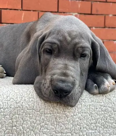 جرو غريت دين لون ازرق فاخر index