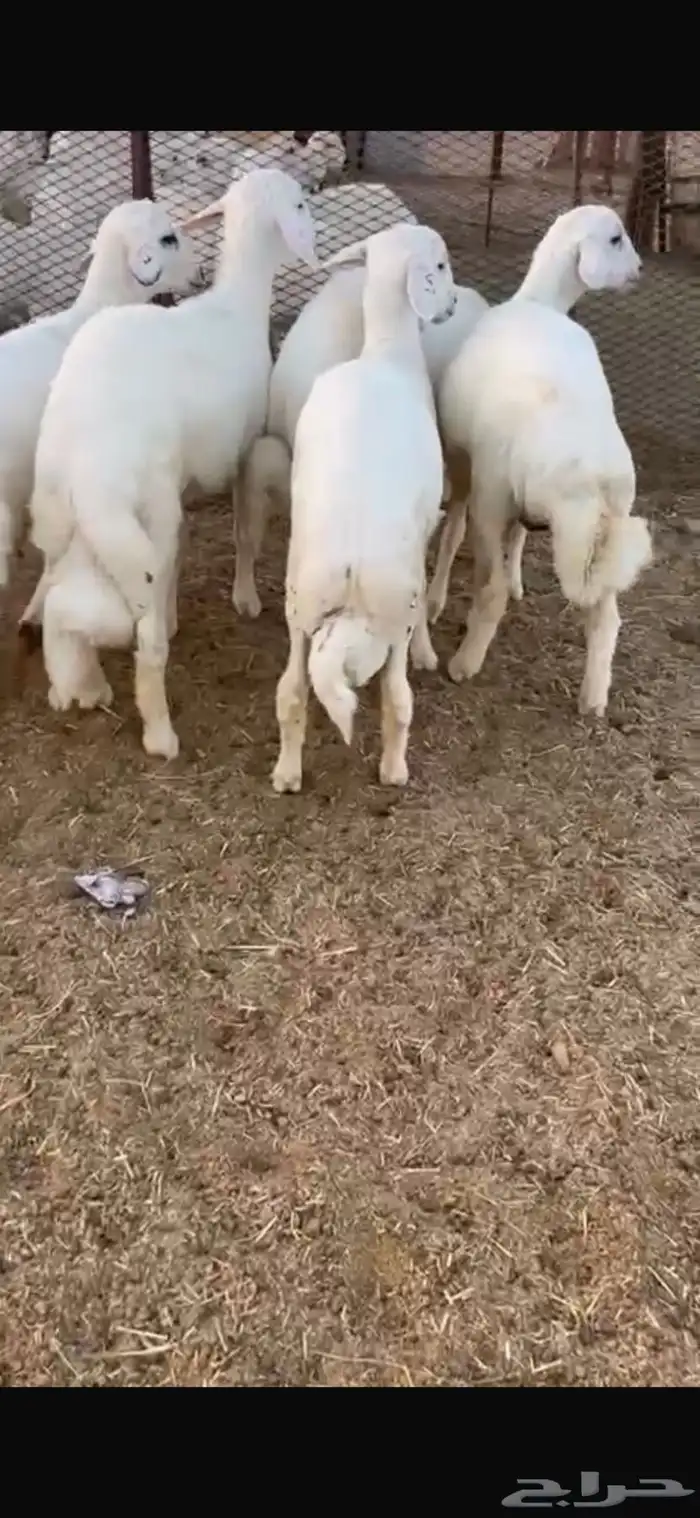 الحلال النظيففف وشرط بسعر خاص 2