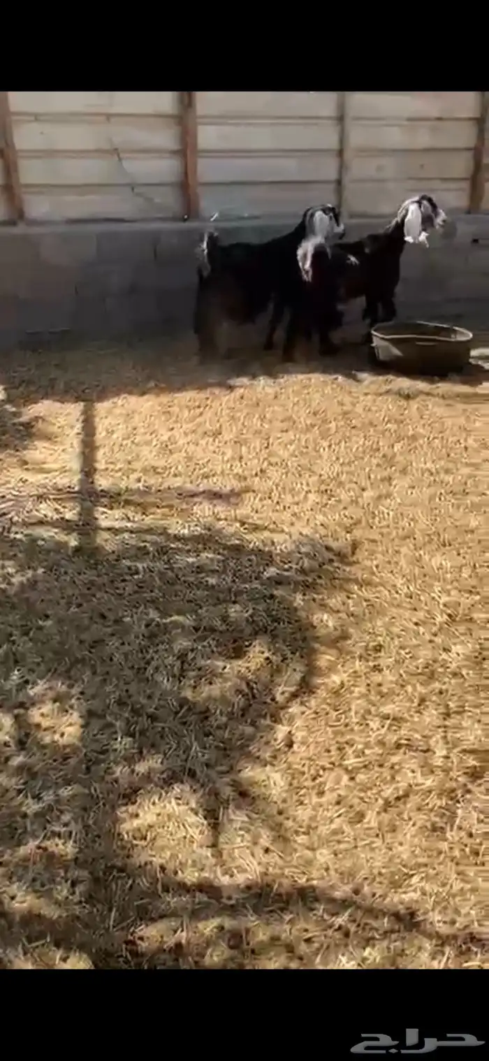 عوارض دفيع 4