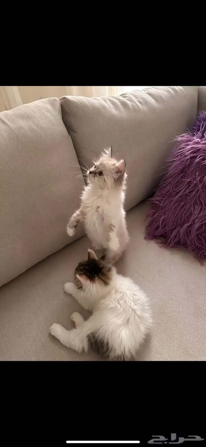 للبيع على اعلى سوم كتن 4 شهور 1