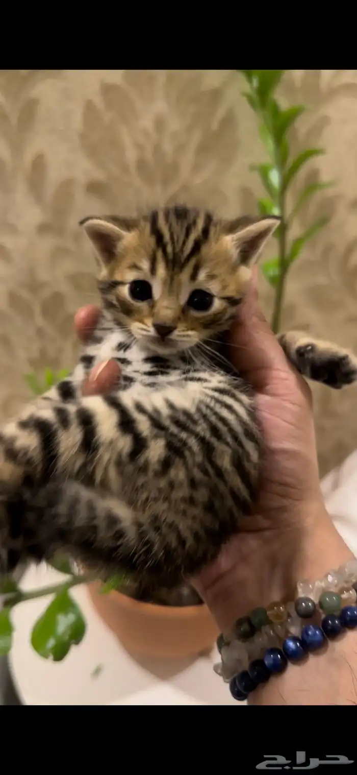 قطط بنغال للبيع جاهزين للاستلام 4