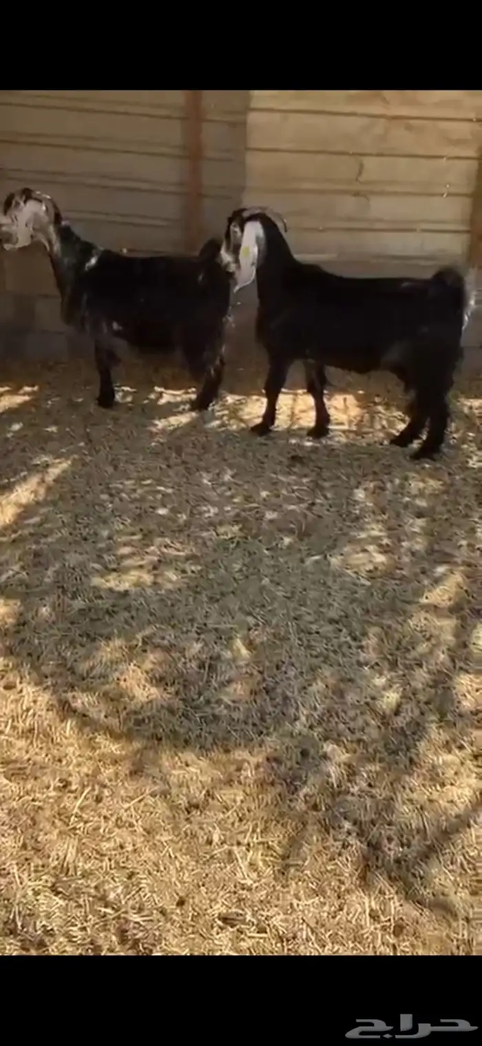 عوارض دفيع 1