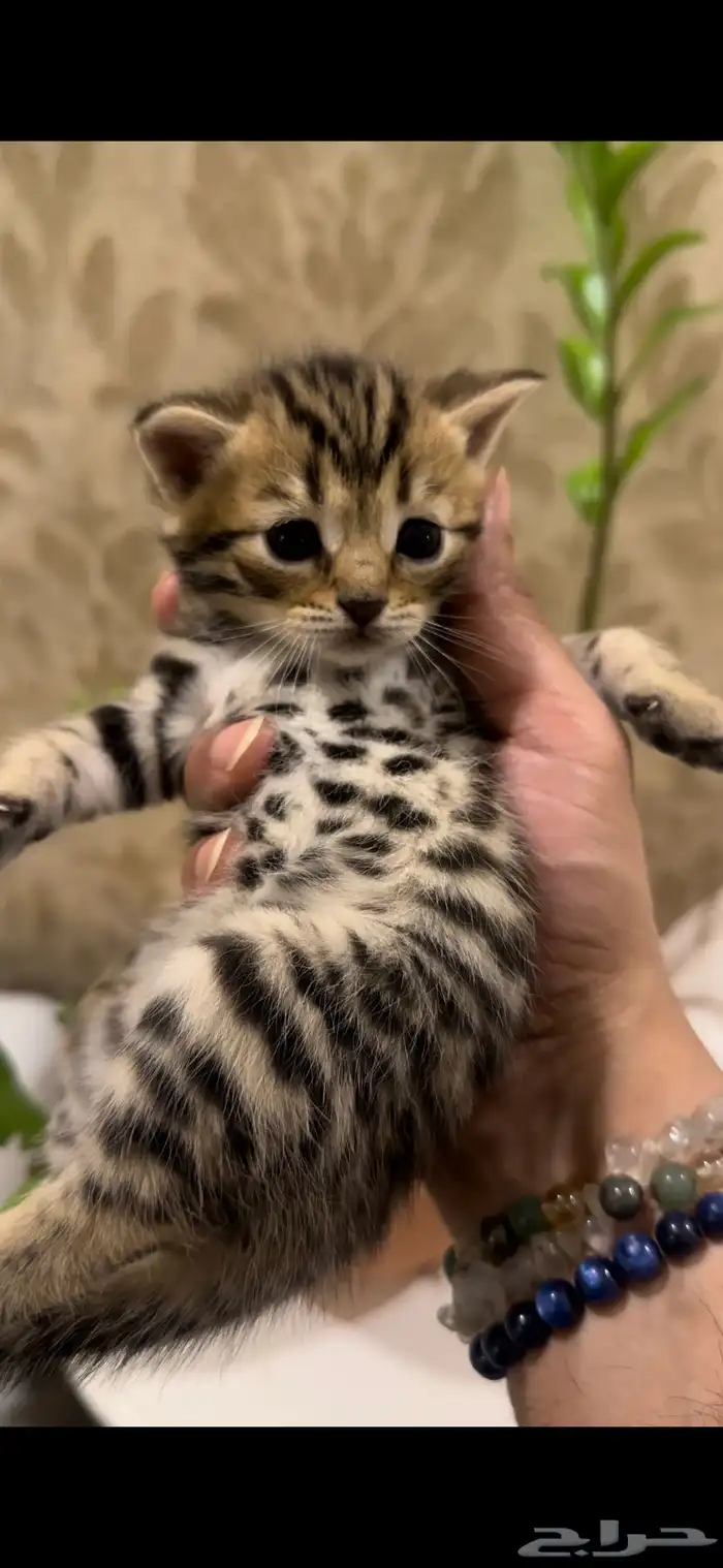 قطط بنغال للبيع جاهزين للاستلام 5