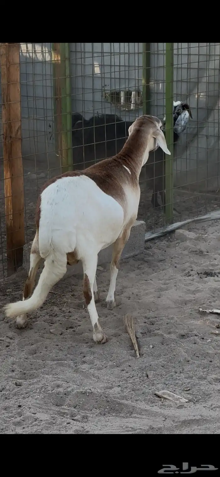 نعجه سواكنيه فاخره 4