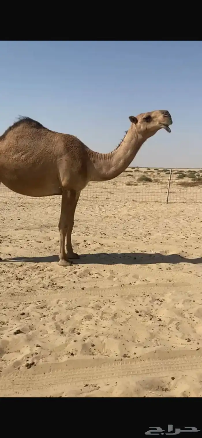 بكره حمراء ككفو وطيبه ساسها على ولد غرنوق رق وزين وطبع 0