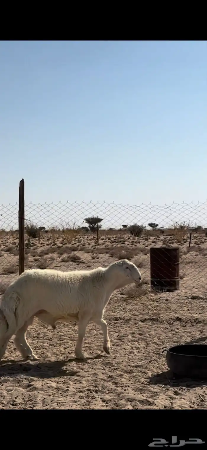 مشروع فحل فاخر ابوه من حلال متعب عيضه 1
