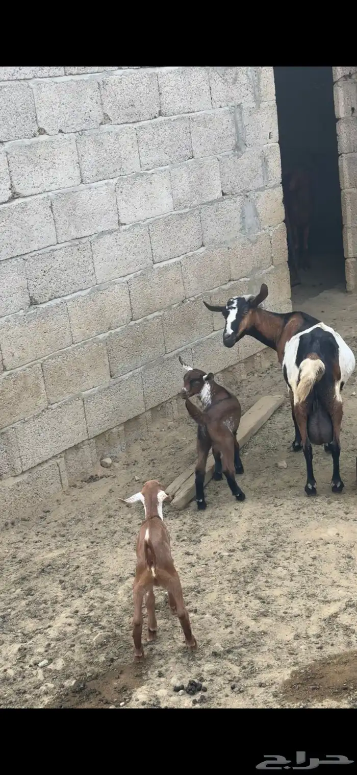 شاة متاوم عليها اثنين ذكران 9