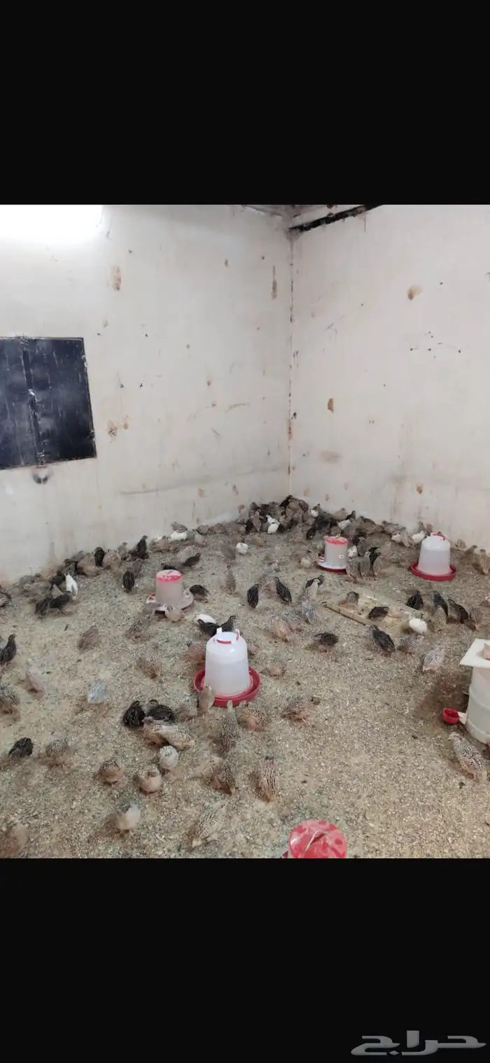 سمان للبيع وحمام فرنسي منتج 0