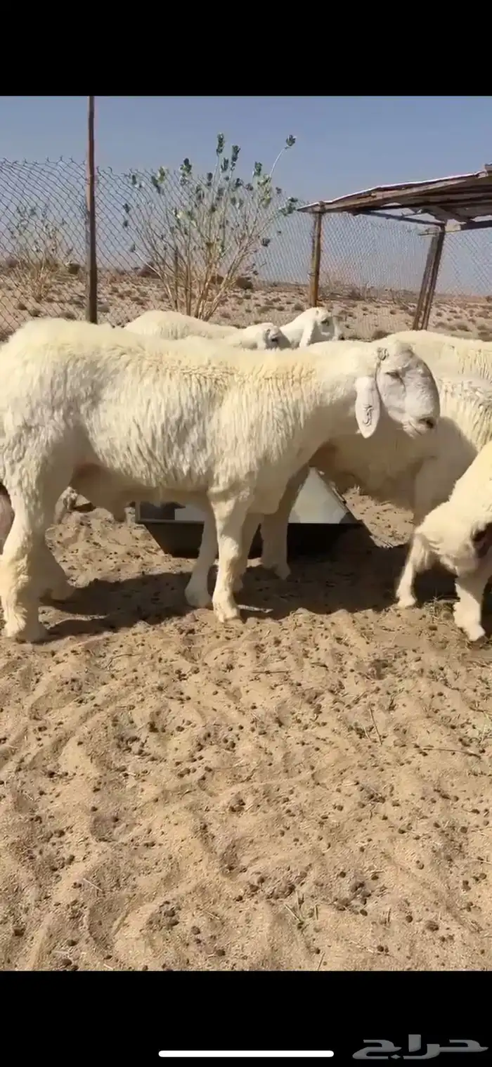 مشروع فحل فاخر ابوه من حلال متعب عيضه 0
