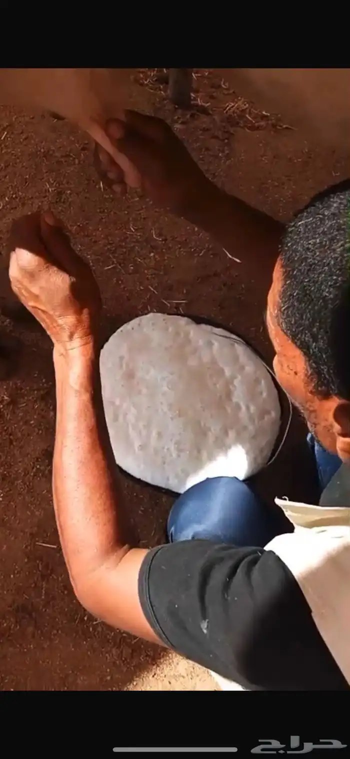 بقر للبيع مشروط هادي وحليب 3