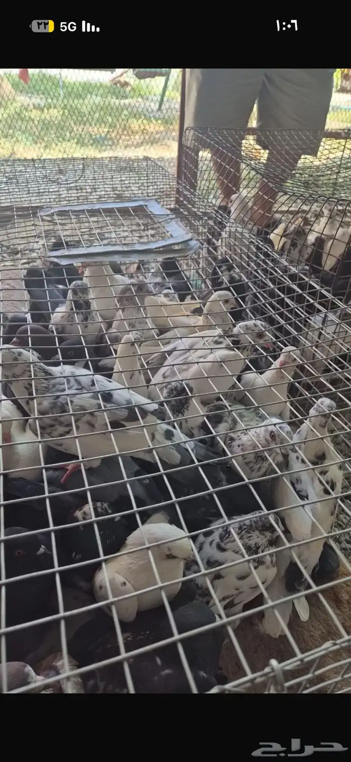 للبيع حمام عماير 2