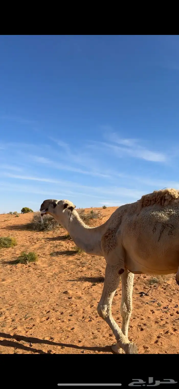 جمل تمامي على هيف بن عبود 1