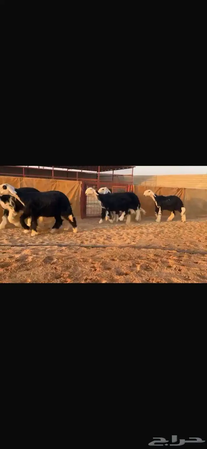 عرض بيع رخال جذعات فاخره 3